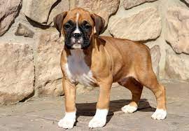 boxer puppies puppy adoption