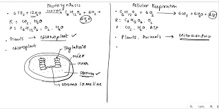 Photosynthesis Cellular Respiration