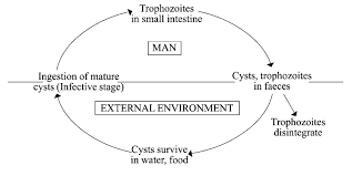 life cycle of giardia lamblia