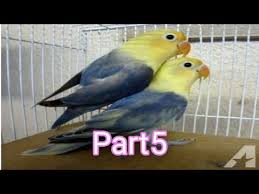 Lovebirds New Mutation Information Part 5 Dr Syed Saud Arshad