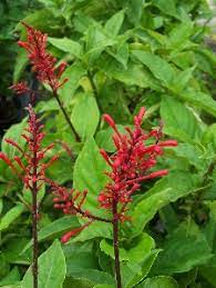 The plant got its name from the maple shape of its leaves. Red Firespike Florida Nursery Mart