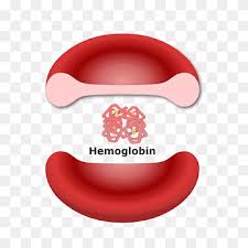 hemoglobin myoglobin structure red
