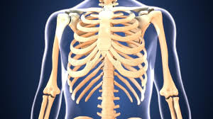 Rib development begins at 9 weeks; 3d Illustration Of Skeleton Ribs Bone Anatomy Stock Illustration Illustration Of Expanding Organs 116766829