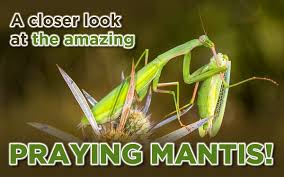 praying mantis organic control