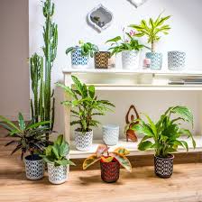 Plant Pots Indoor Aztek