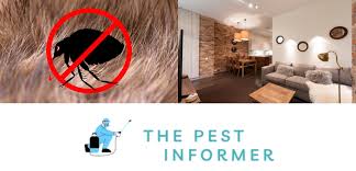 can fleas live on furniture is your