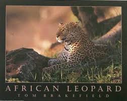 African Leopard Animals Hardboards