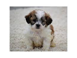 This black and white teddy bear will be ready to go home. Bichon Shih Tzu Dog Male Red White 1940237 My Next Puppy