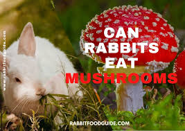 Eating a toxic mushroom can have many adverse effects. Can Rabbits Eat Mushrooms Risk Issues Complete Guide
