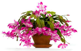 Christmas cactus (aka holiday & thanksgiving cactus) is a very popular blooming plant for the holidays. Christmas Cactus How To Grow And Care For Christmas Cactus Garden Lovers Club