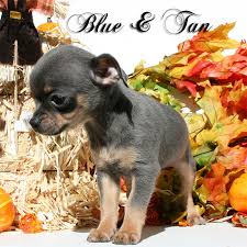 Amazing Chihuahua Coat Colours Pet It Dog Apparel