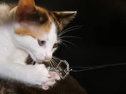 Image result for cats wearing jewelry