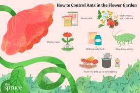 how to control ants in the flower garden