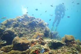 Keindahan terumbu karang hanya bisa kita lihat di dasar laut baik itu dangkal atau pun dalam. Pemuliharaan Terumbu Karang Institut Antarabangsa Akuakultur Dan Sains Akuatik