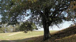 oak trees you can plant in your yard