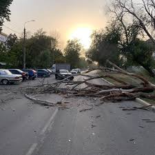 Ставрополь | В Невинномысске сильный ветер разнёс фонарную арку в парке и  повалил несколько деревьев - БезФормата