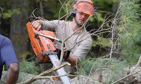 We give free quotes and very honest prices. Tree Trimming Pruning Removal Bath Augusta Freeport Me
