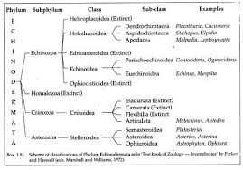 Phylum Echinodermata Features And Classification