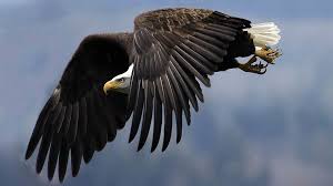 The Largest Eagles Top 10 Dinoanimals Com