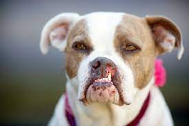 cleft palate in dogs