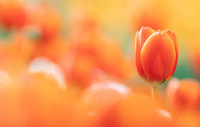 And—also like most some of my favorite singles include 'generaal de wet', a wonderful, softly blushed orange tulip; Wallpaper Tulips Plants Colorful Orange Flowers Orange Background Yellow 2048x1300 Wallpapermaniac 1988611 Hd Wallpapers Wallhere