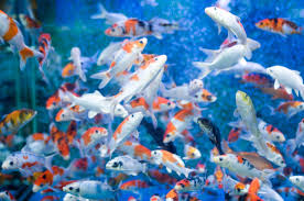 animated fish wallpapers top free
