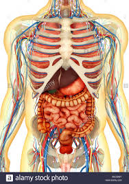 Diagram For Body Organs Schematics Online