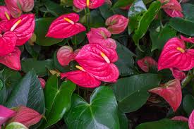 Can cats eat dog food? Is Anthurium Poisonous Yes So Don T Chew The Leaves