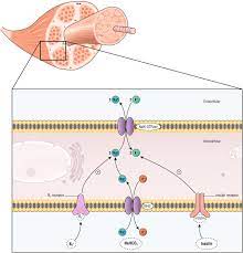 hyperkalemia in the acutely ill patient