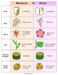 monocot vs dicot differences and exles