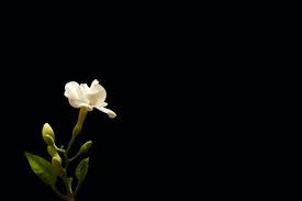 white flower black background images