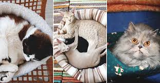 Hand crochet merino wool cat bed in 20 minutes.becozi. 30 Diy Cat Bed Tutorials For Your Furry Feline