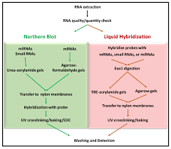liquid hybridization ays for mrnas