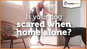 is your dog scared when home alone