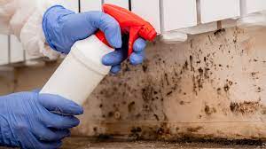 Here S How Much Mold Remediation Costs