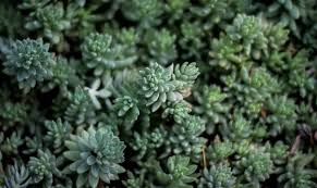 Vendita online di piante finte adatte a sia per ambienti esterni che interni. Piante Semigrasse Da Appartamento