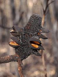 Most vapers use both terms interchangeably but in truth, they are two separate things. Burnt Banksia Pod Australian Wildflowers Seed Pods Parts Of A Flower