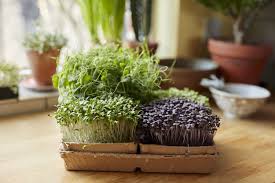 microgreens benefits nutrition and facts