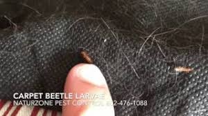 carpet beetle larvae inside home