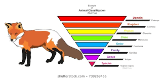 Animal Classification Images Stock Photos Vectors
