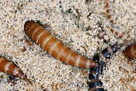 carpet beetles pest information