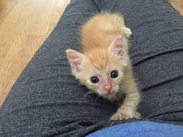 Check spelling or type a new query. My Kitten Died And It S Everyone S Fault By Connie S Kittens Medium