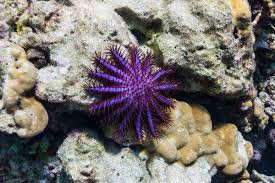 What Are Some Ways Starfish Adapt To Their Environment