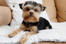 50 names for yorkie dogs