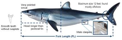 Diagram Additionally Mako Shark Teeth Diagram On Mako Shark