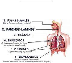 resumen sistema respiratorio