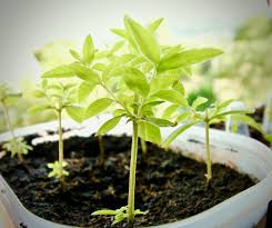 growing lemongr plant