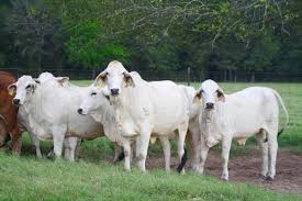 Brahman cow ki pehchan aur khobian, brahman bull. Healthy Desi Brahman Cows At Best Price In Istanbul Istanbul Kurstansagriculturalstock Ltd