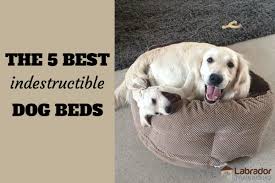 These types of beds are made from more durable materials that dogs cannot chew. 5 Best Indestructible Dog Beds Available In 2020