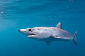 Shortfin Mako Shark Swfsc